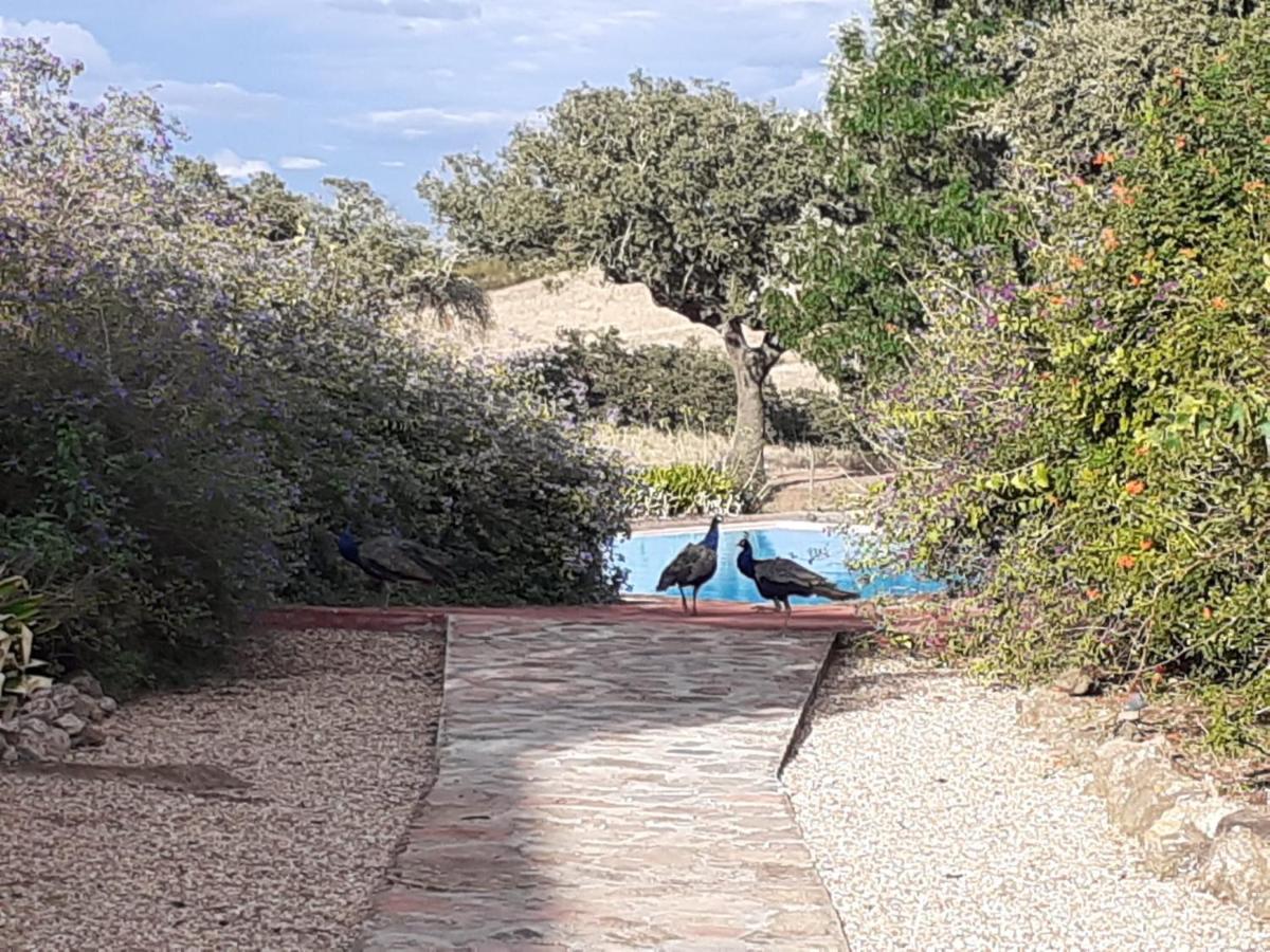 Herdade Do Monte Outeiro - * Venda (Evora)